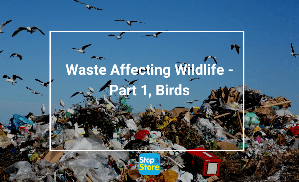 Birds flying over garbage disposed of in a landfill